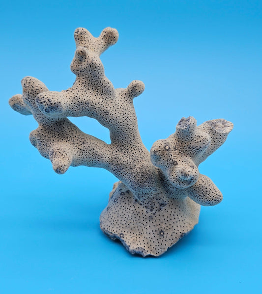 Vintage Blue Ridge Coral Specimen 5x5x3 – Natural Branching Coral Decor