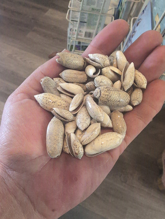 Juvenile Olive Shells