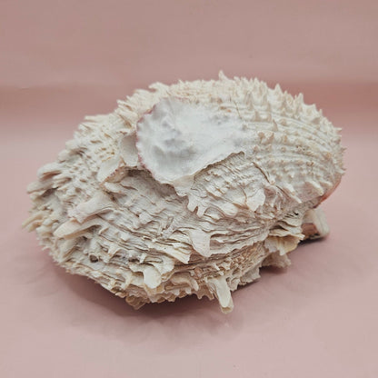 6" Spondylus Shell  – Layered Coastal Display Spiny Thorny Oyster