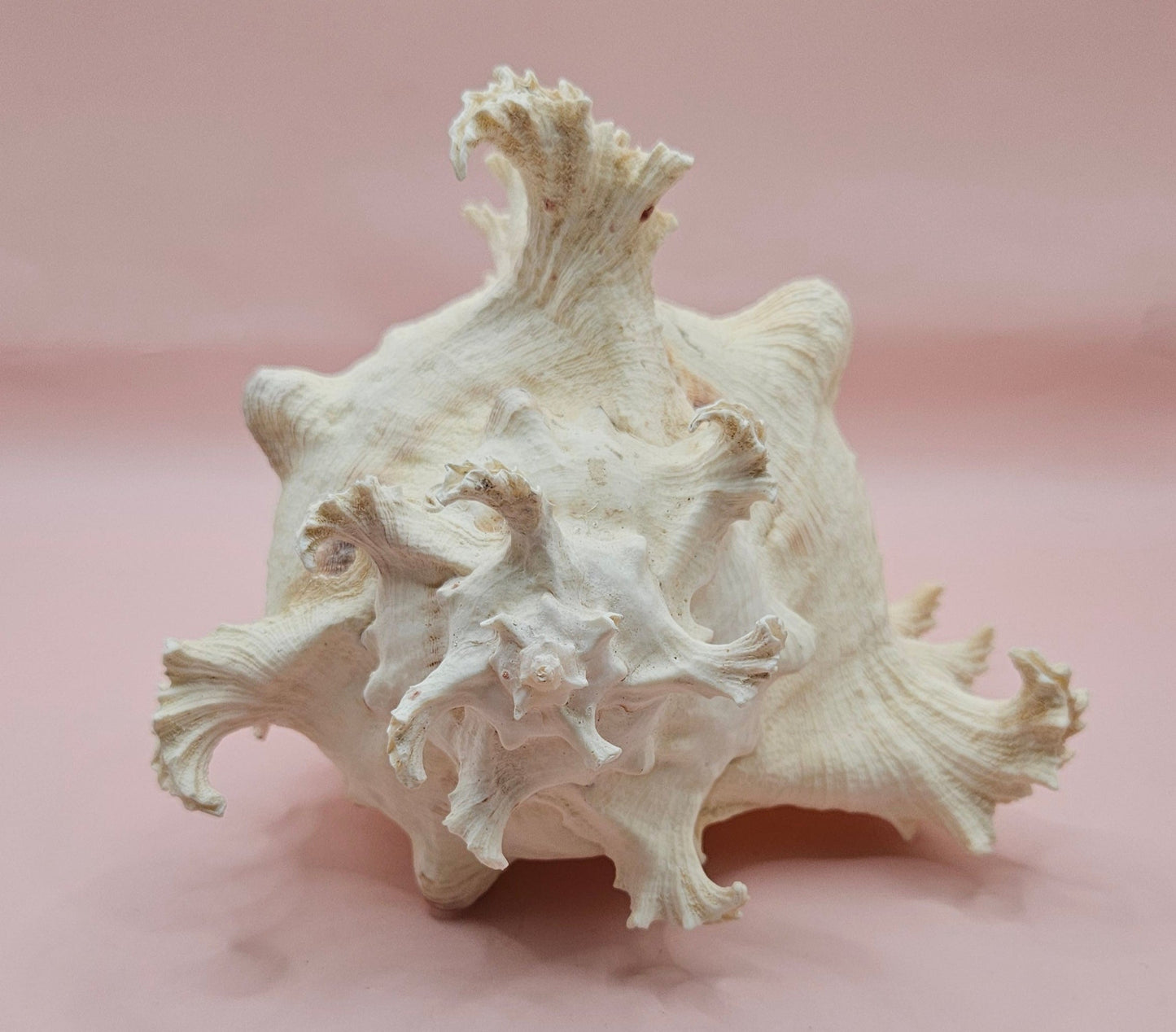 Murex Ramosus Conch – Large Spiny Seashell for Coastal & Nautical Decor (8.5" x 6.25")