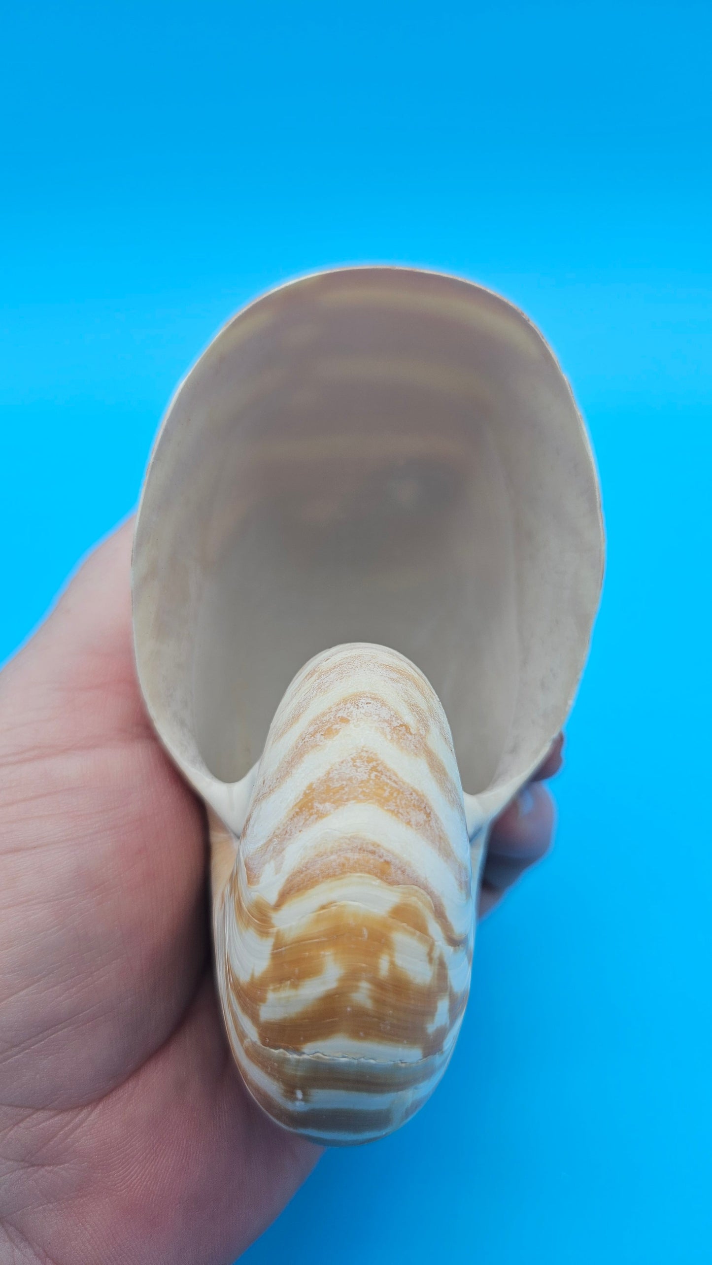 Chambered Tiger Nautilus Shell – Striking Natural Ocean Decor 4" Nautilus pompilius