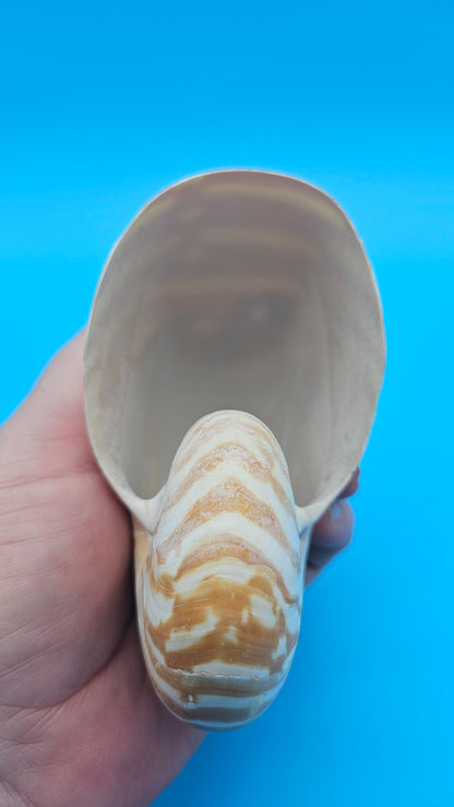 Chambered Tiger Nautilus Shell – Striking Natural Ocean Decor 4" Nautilus pompilius