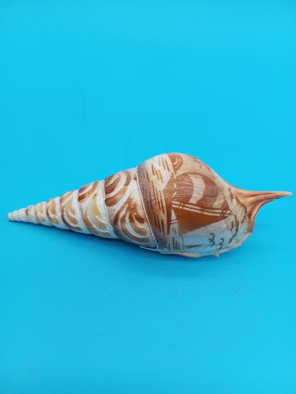 Carved Tibia Shell with Sailboat Scene – 5"