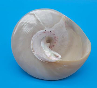 Pearled Trochus Niloticus Shell 3.8" Polished Spiral Display Shell with Iridescent Finish