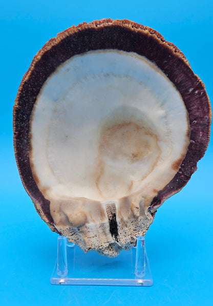 Giant Rock Scallop Seashell | Purple & Golden Coastal Display Shell 7.6" (Crassadoma gigantea)