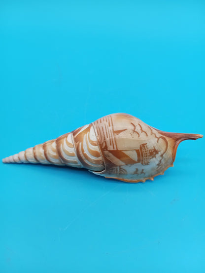 Carved Tibia Shell with Lighthouse Scene – 4.7"