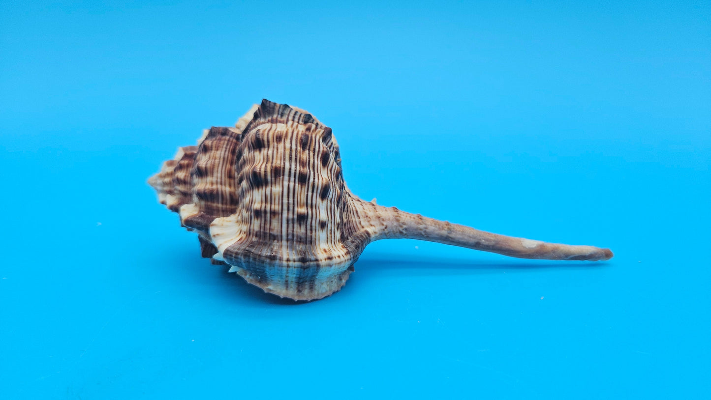 Bill Snipe Shell 5" Murex scolopax Long Tapered Display Shell with Textured Ridges
