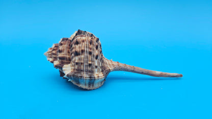 Bill Snipe Shell 5" Murex scolopax Long Tapered Display Shell with Textured Ridges