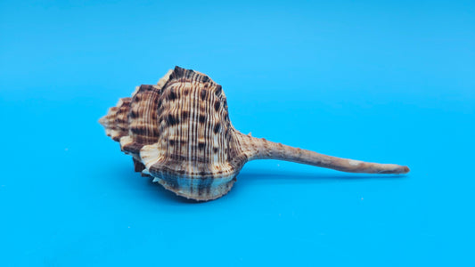 Bill Snipe Shell 5" Murex scolopax Long Tapered Display Shell with Textured Ridges