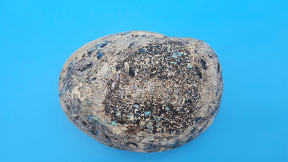 Green Abalone Shell with Pearl – 8" Coastal Display Décor Haliotis fulgens