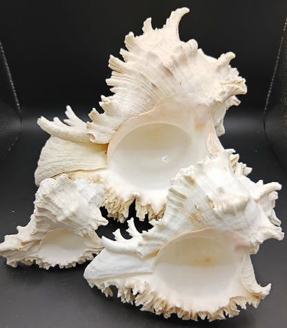 Murex Ramosus Shell