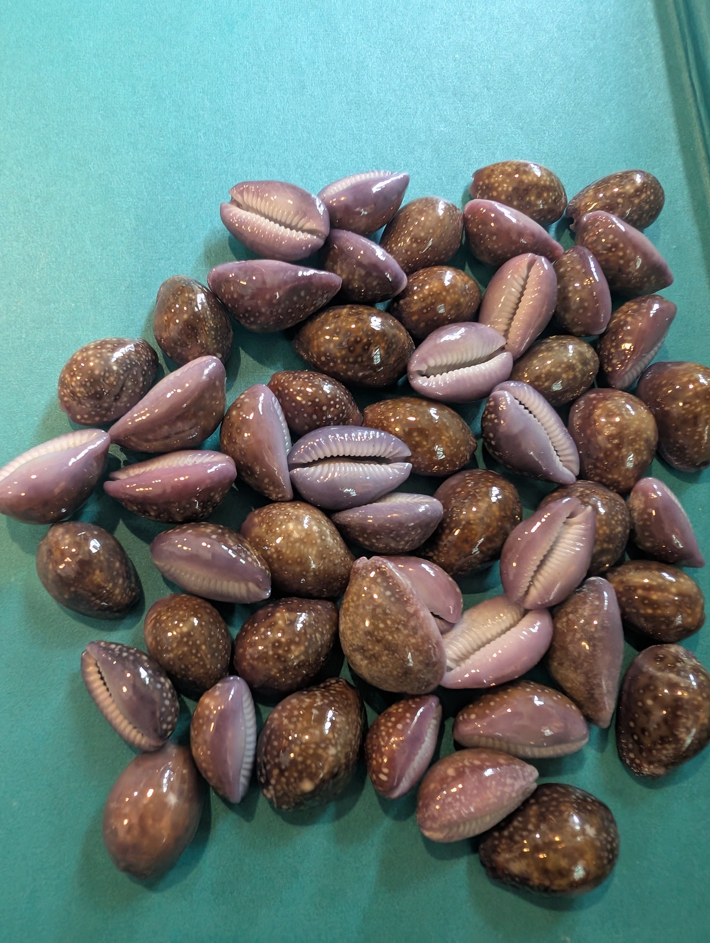 Porous Cowrie - Naria poraria