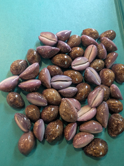 Porous Cowrie - Naria poraria