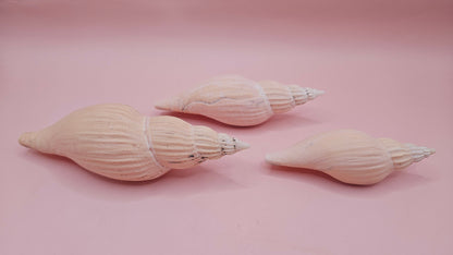 Fulgoraria nagouchii hyashi Growth Series – Set of 3 Display Shells