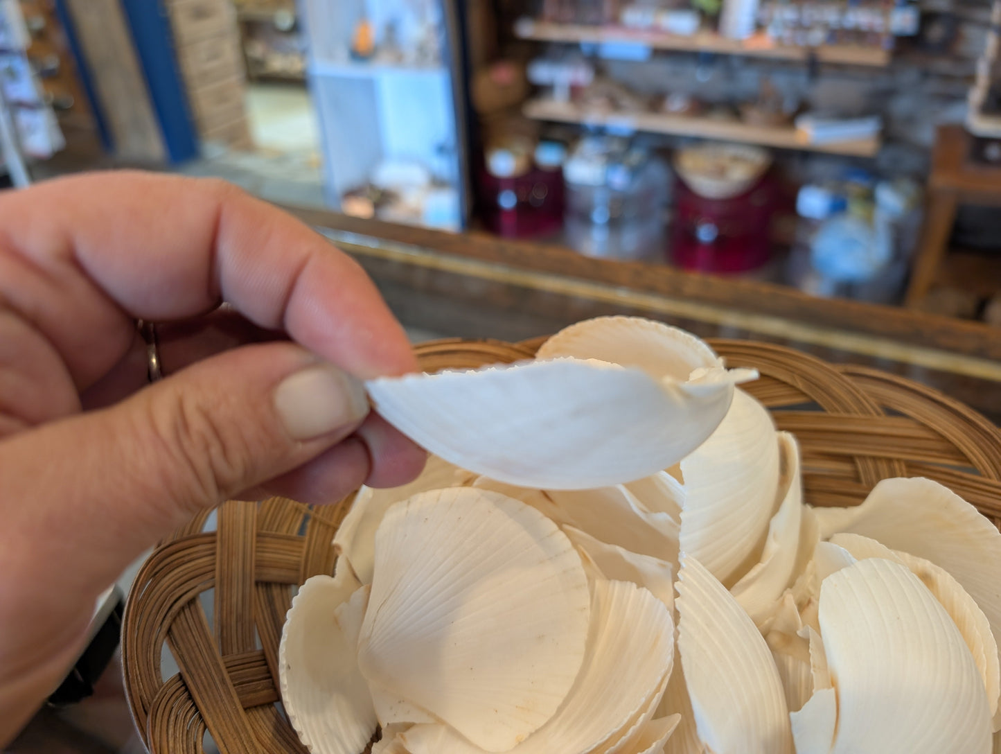 Cupped White Scallop