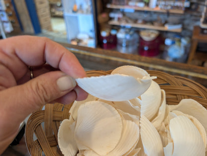 Cupped White Scallop