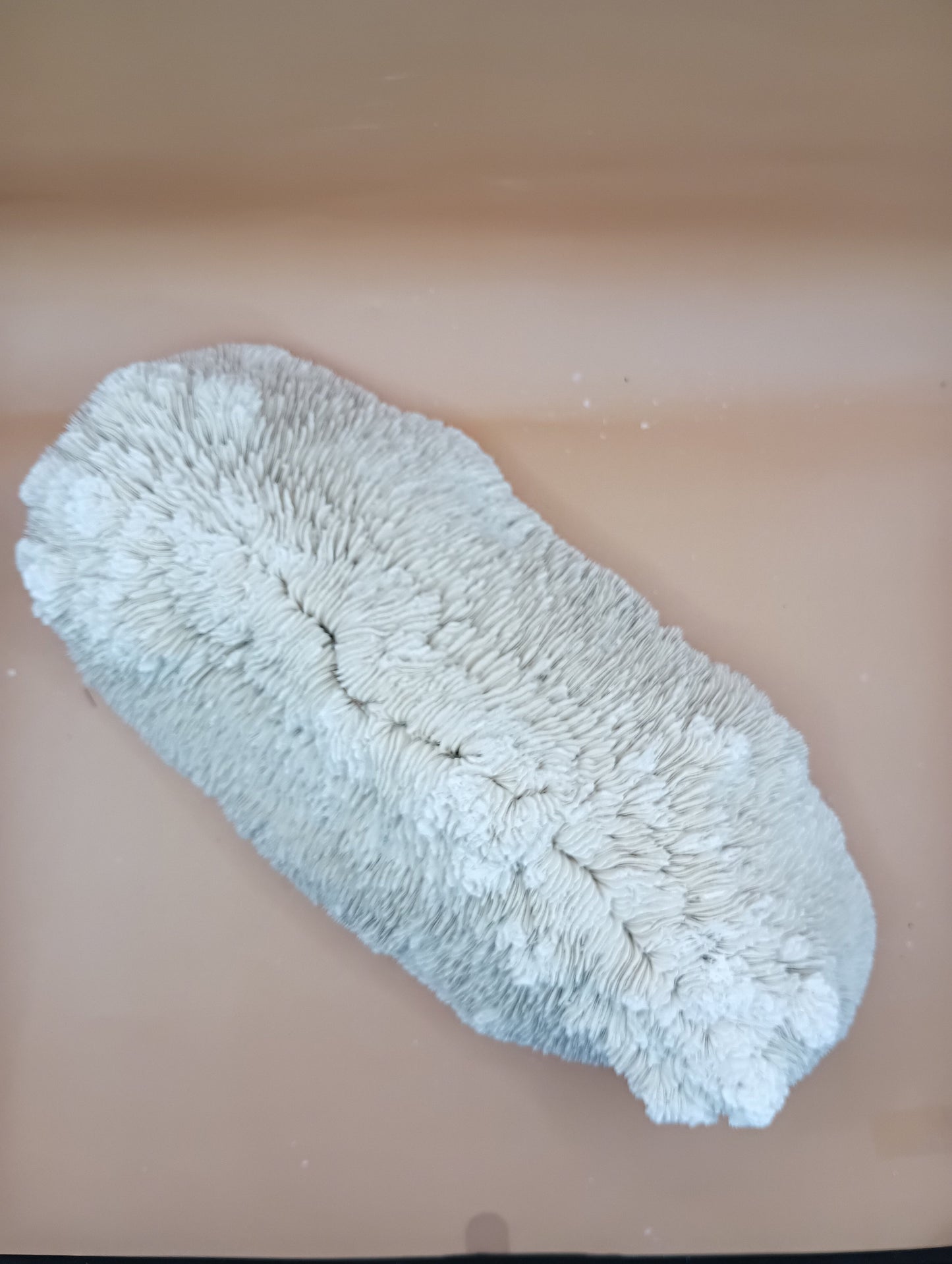 Tongue Mushroom Coral 14" Oblong Bowl Shape