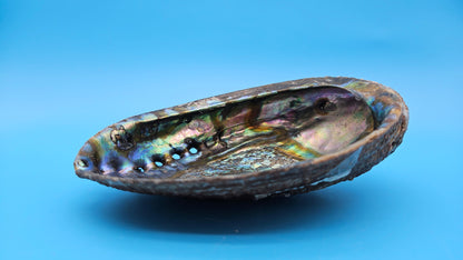 Green Abalone Shell (Haliotis fulgens)– 7.2” Coastal Display with Iridescent Interior
