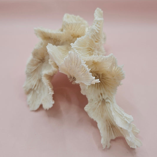 Vintage White Lettuce Coral with Leafy Appearance – 7.5" Coastal Decor Specimen
