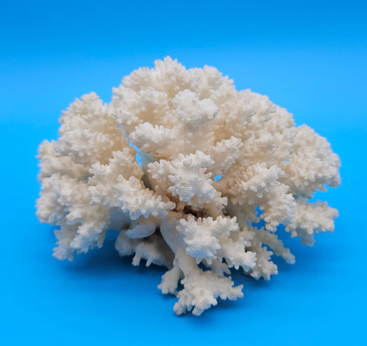 Vintage Brownstem Coral Specimen 7.25x6x4 – White Branch Coral Decor