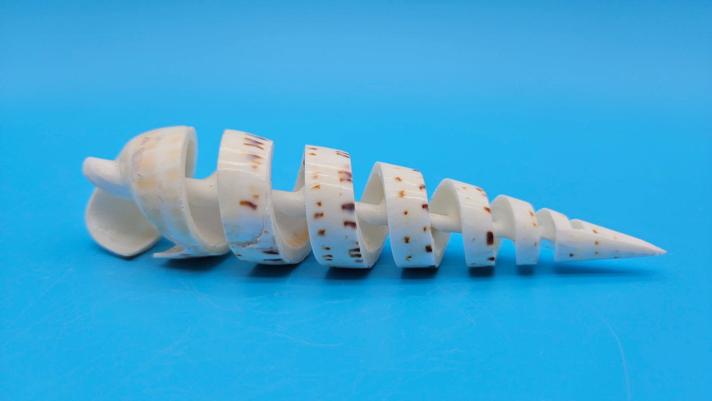 Spiral Cut Marlin Spike Display Shell (Terebra maculata) 6.2" – Premium Coastal Decor Specimen