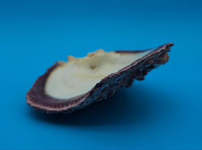 Deformed Giant Rock Scallop | Mutant Freak Coastal Display Shell 5.9" (Crassadoma gigantea)