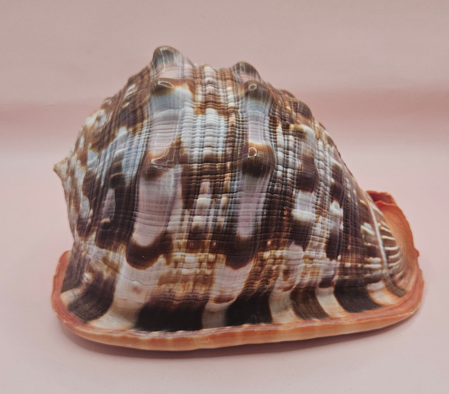 Select Bullmouth Cameo Helmet Shell 7x5x4 Display