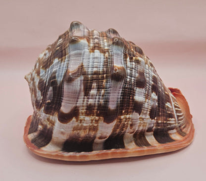 Select Bullmouth Cameo Helmet Shell 7x5x4 Display