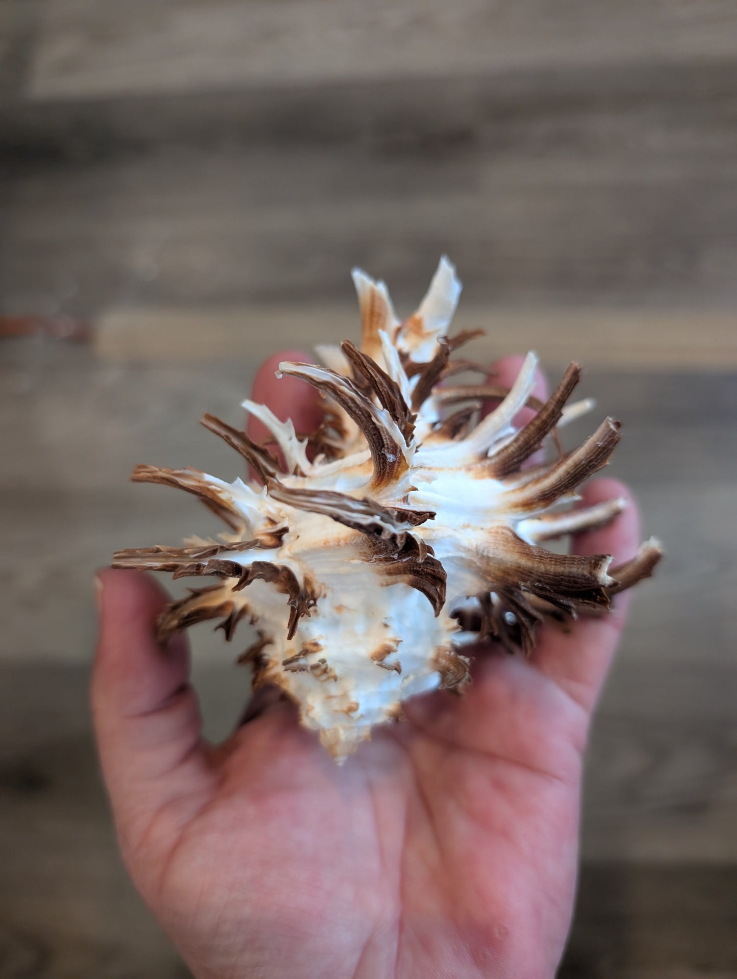 Black Murex Endive Long Spines - Murex endivia