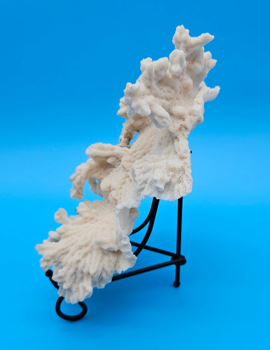 Vintage Merulina Coral Specimen 7.5x6x2 – Ivory Wave Fan Coral Decor