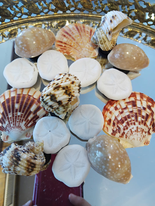 Genuine Seashell Magnets – Handmade Coastal Refrigerator Decor