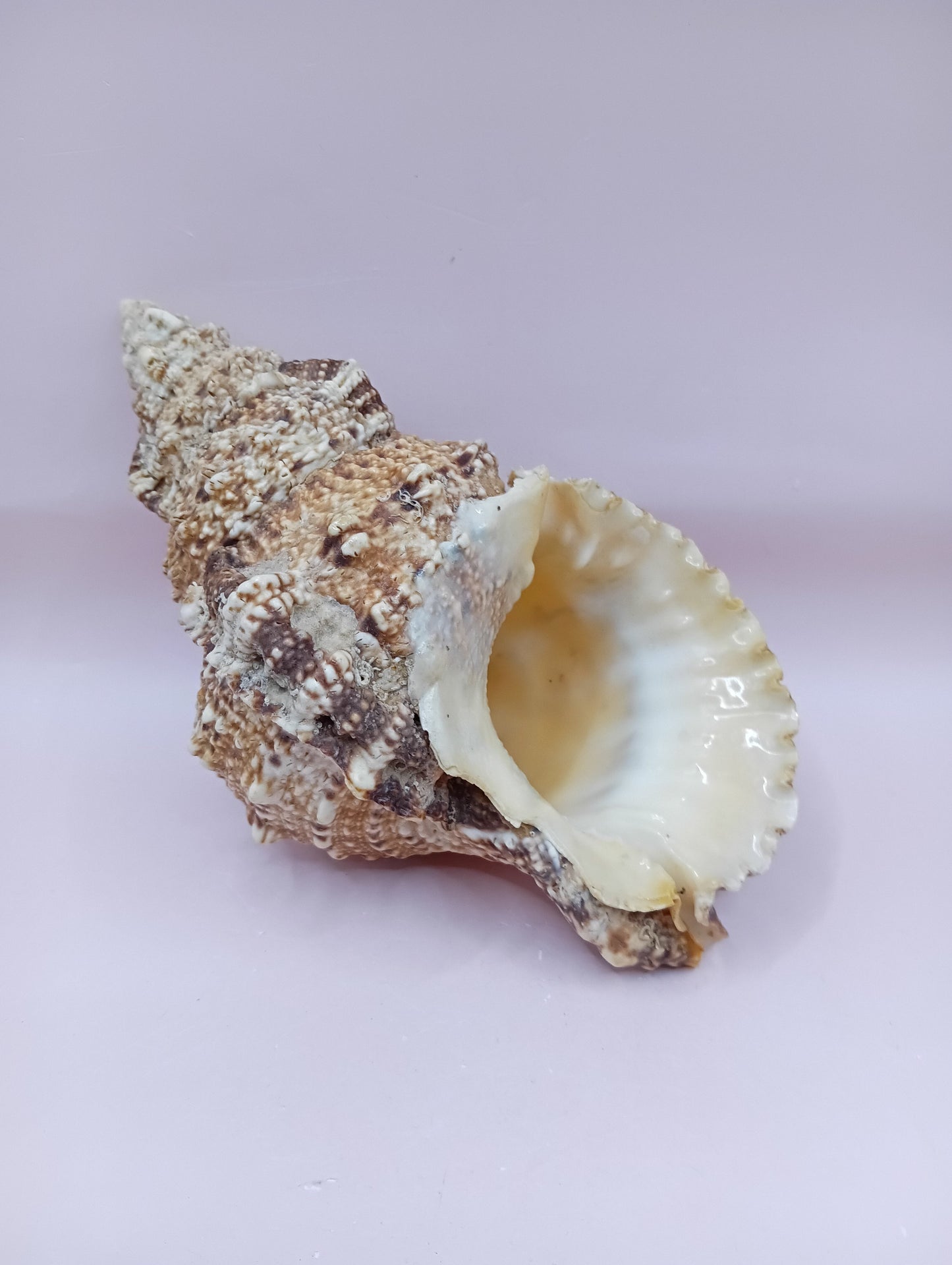 Natural Frog Conch Shell – 6.8" Coastal Display Bursa Bulba Tutufa bubo