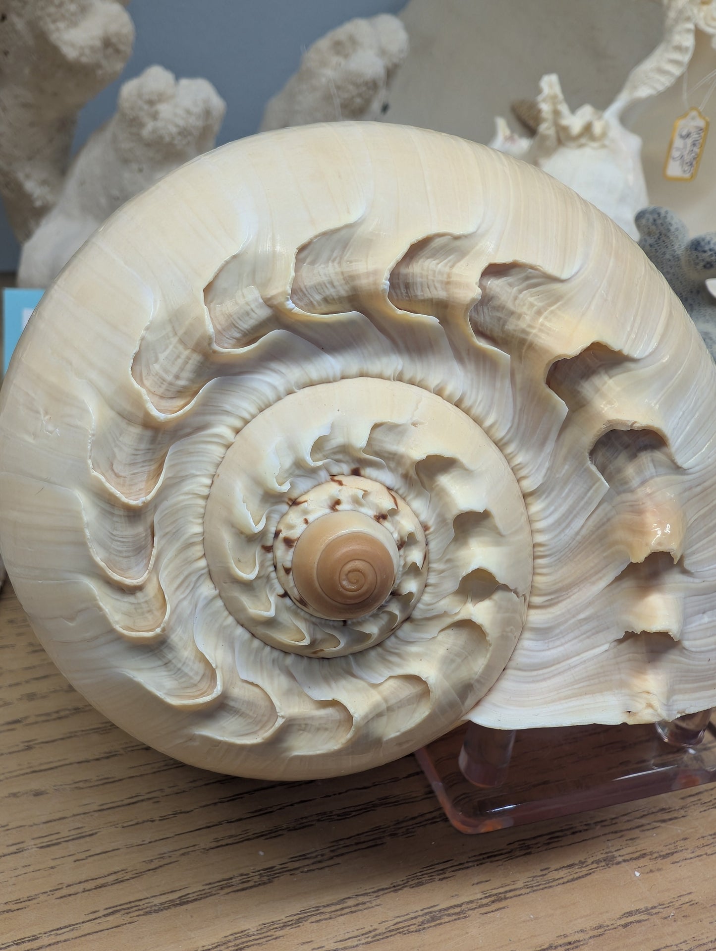 Crowned Baler Melon Shell VOLUTA DIADEMA