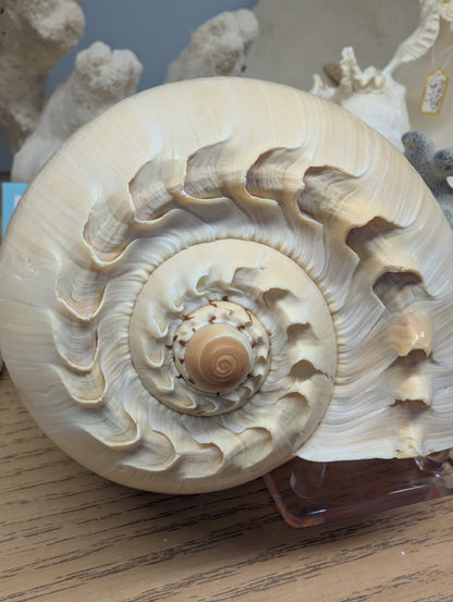 Crowned Baler Melon Shell VOLUTA DIADEMA