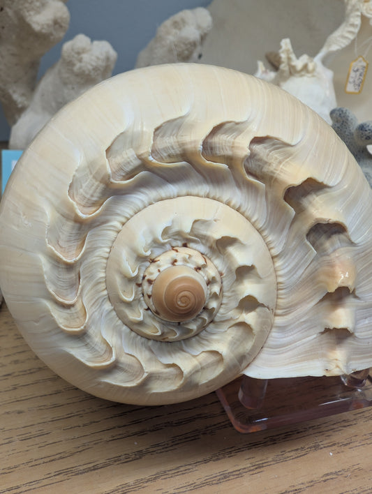 Crowned Baler Melon Shell VOLUTA DIADEMA