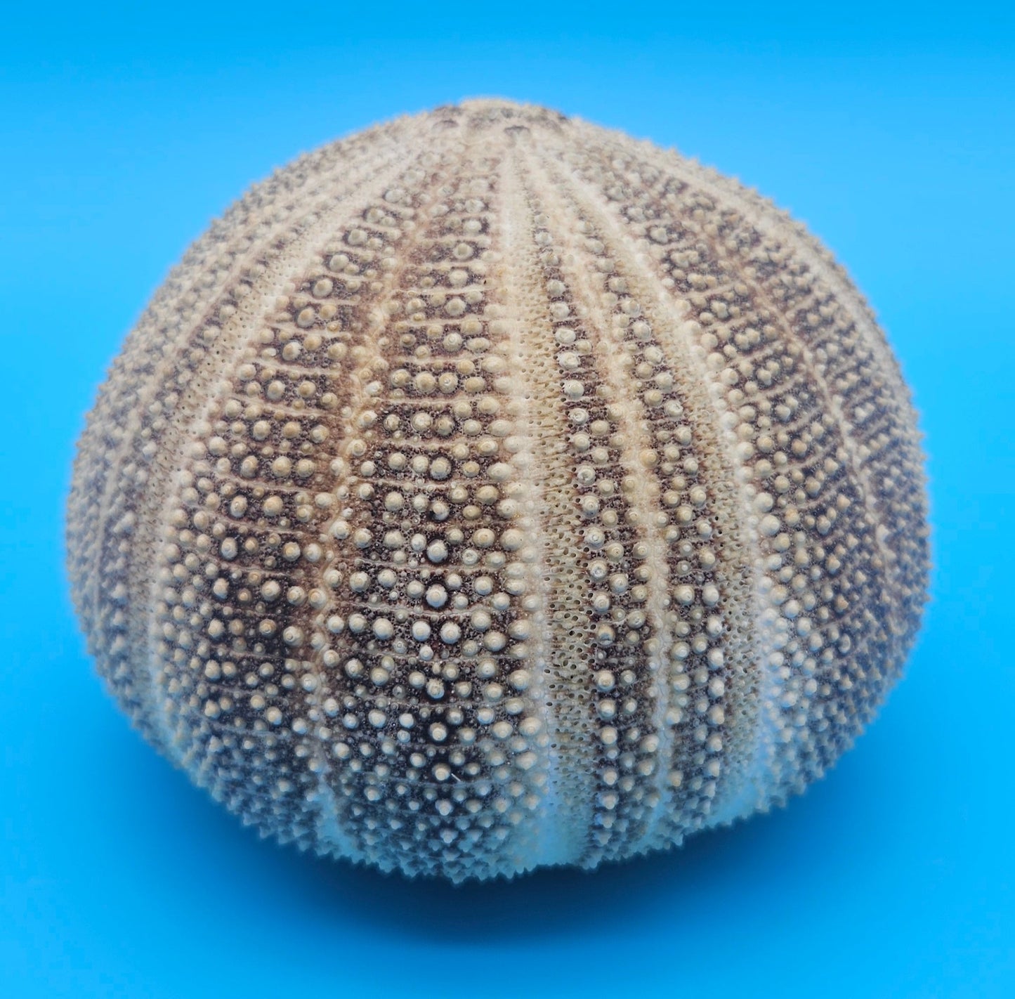 English Channel Urchin Shell – 5"x4" Coastal Display Piece