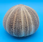 English Channel Urchin Shell – 5"x4" Coastal Display Piece
