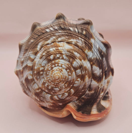 Select Bullmouth Cameo Helmet Shell 7x5x4 Display