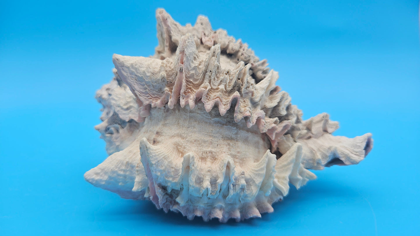 Huge Regius Regal Murex Shell – 6" Coastal Display Piece Hexaplex regius