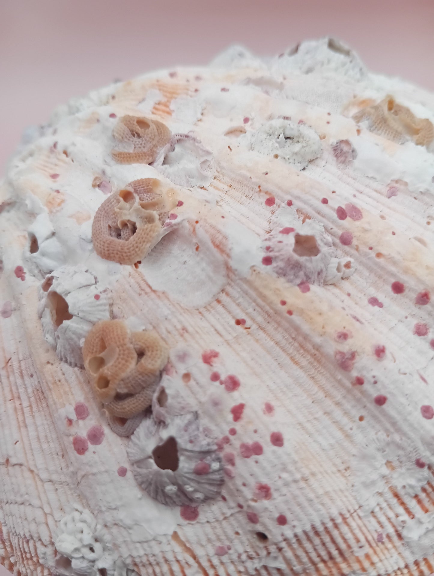 Natural Orange Lion's Paw Seashell Pair – 5.1" x 4.9" – Coastal Display Accent