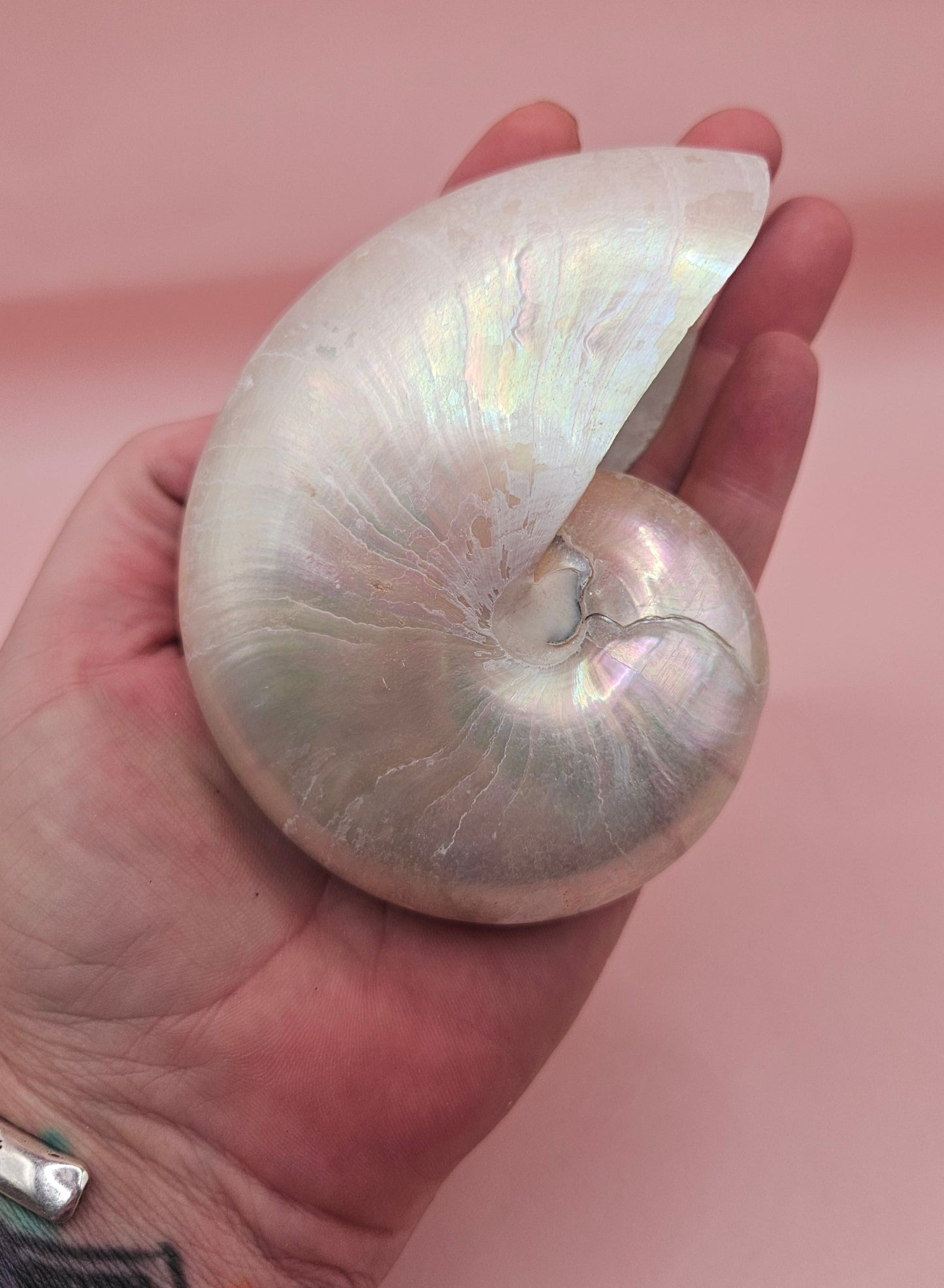 Polished Pearl Nautilus Shell – Elegant Ocean Décor (3.75")