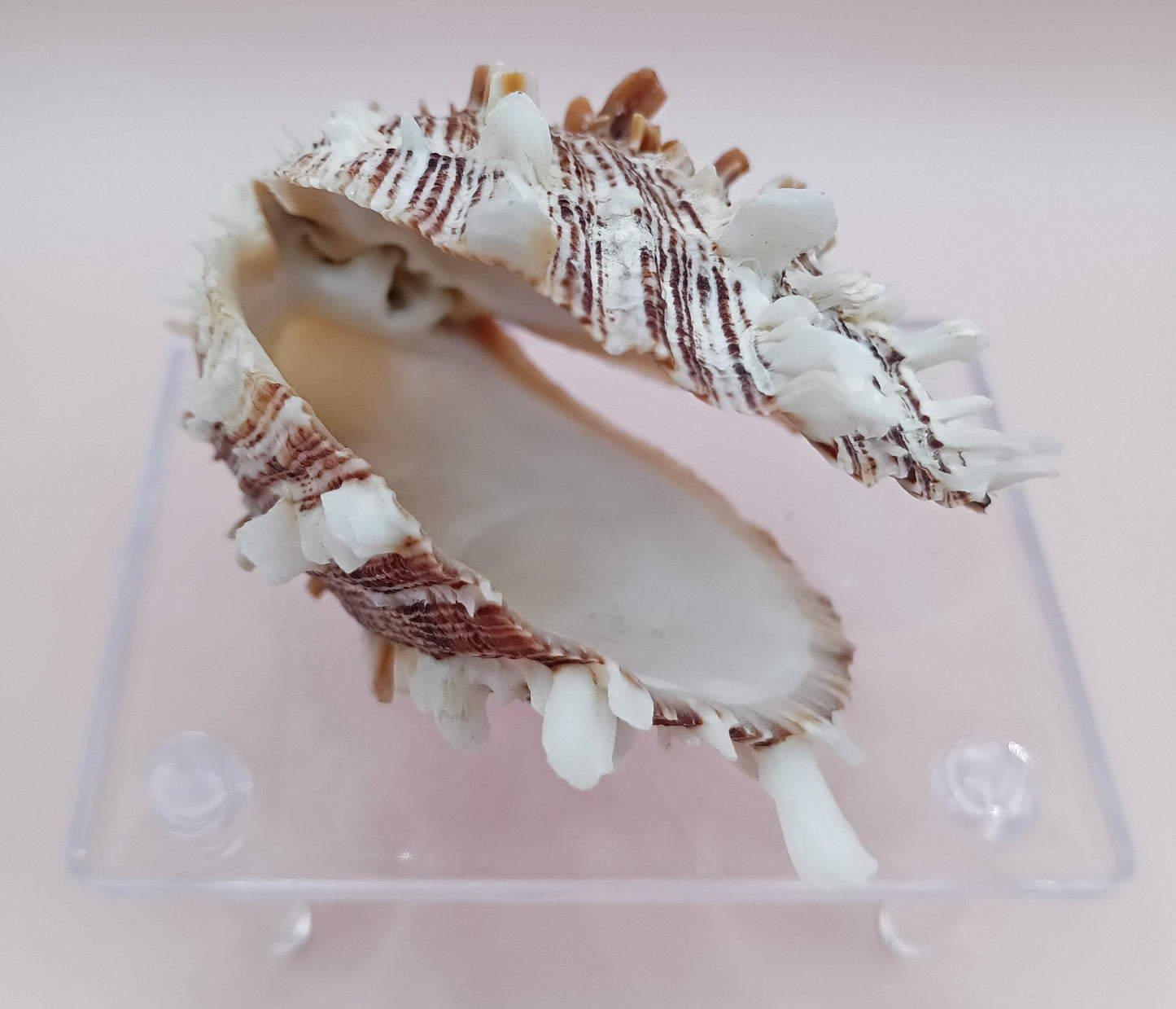 Natural Hinged Spondylus Shell – 2.8" x 2.2" – Spiny Display Shell