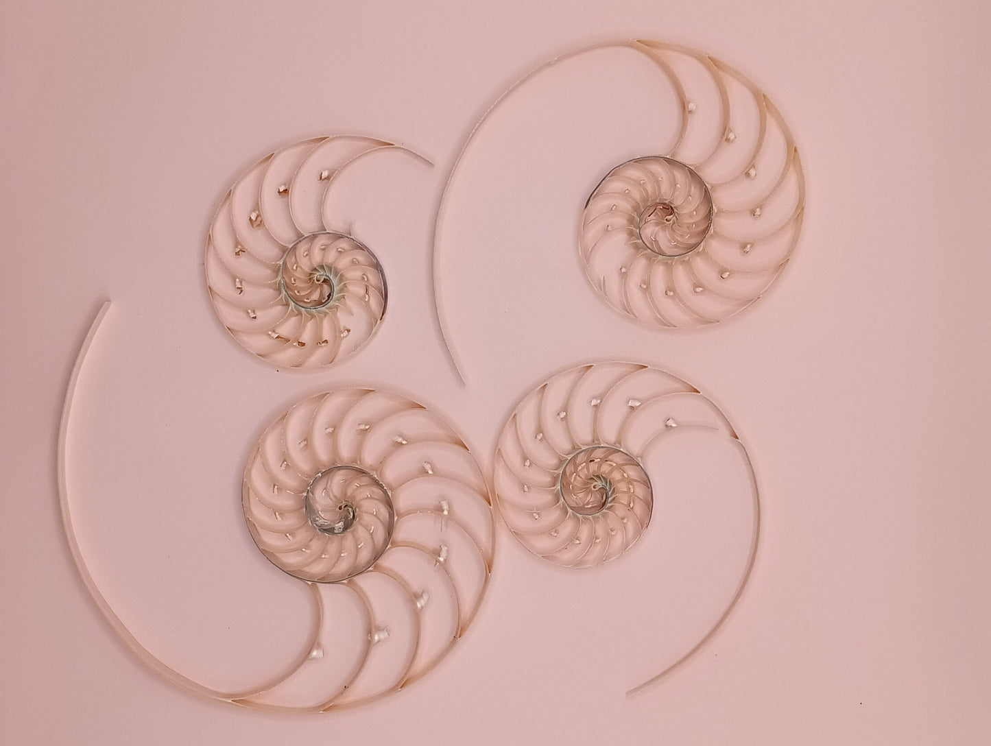 Center Sliced Pearl Nautilus Shells Slight Damage