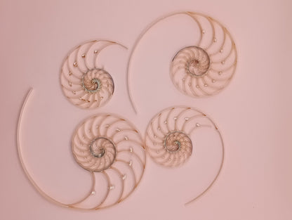Center Sliced Pearl Nautilus Shells Slight Damage