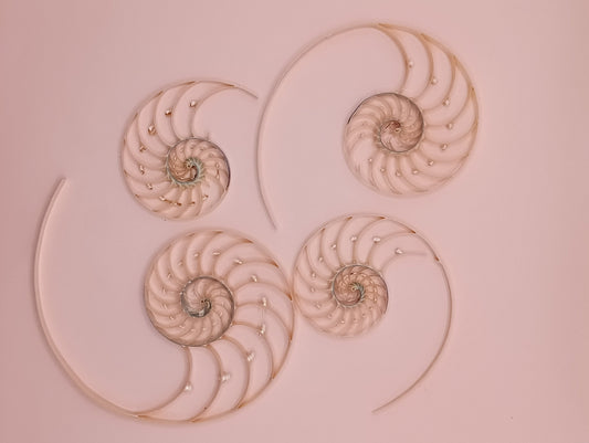Center Sliced Pearl Nautilus Shells Slight Damage