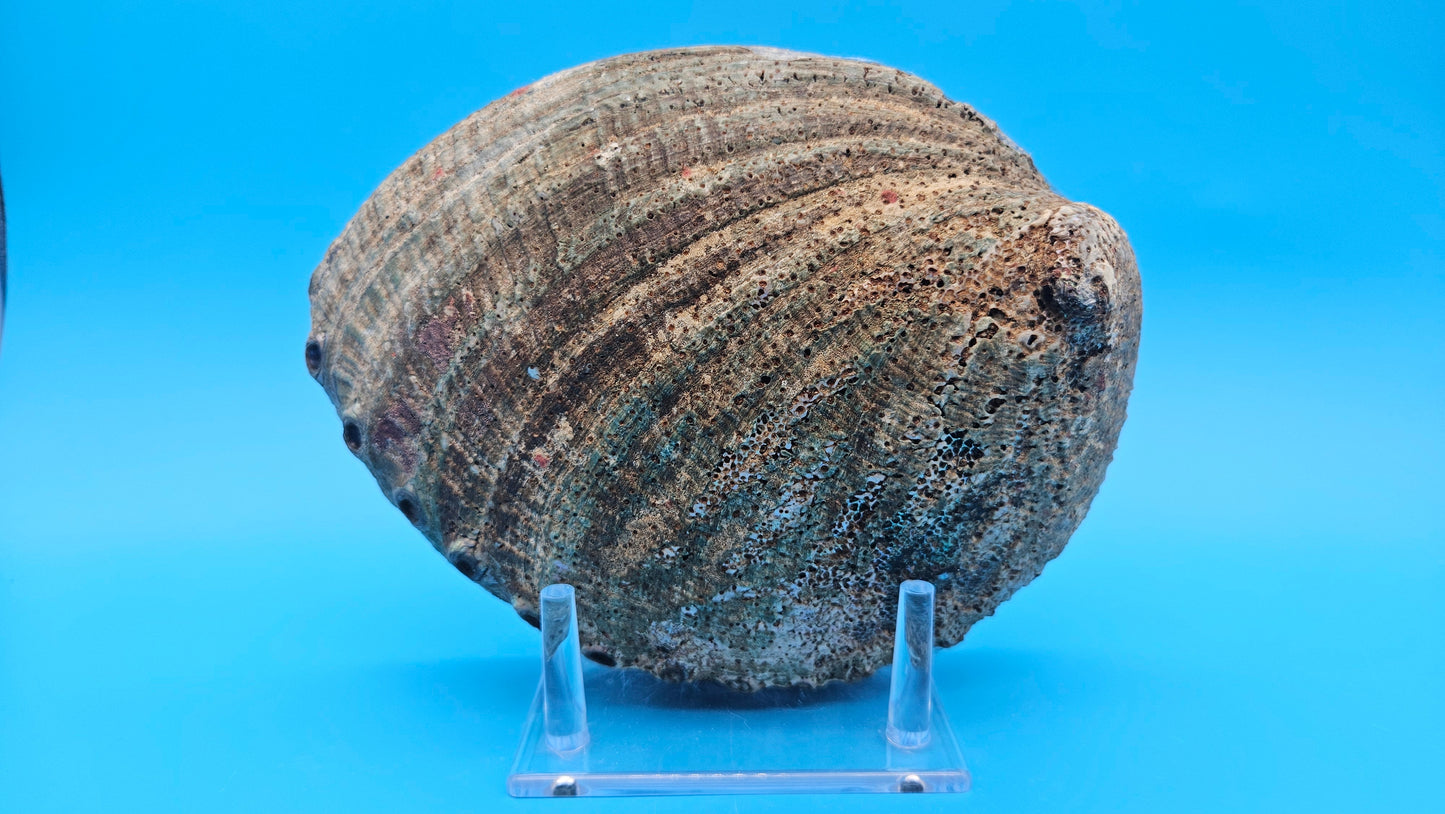 Green Abalone Shell with Pearl – 8" Coastal Display Décor