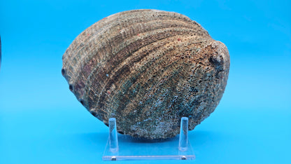 Green Abalone Shell with Pearl – 8" Coastal Display Décor