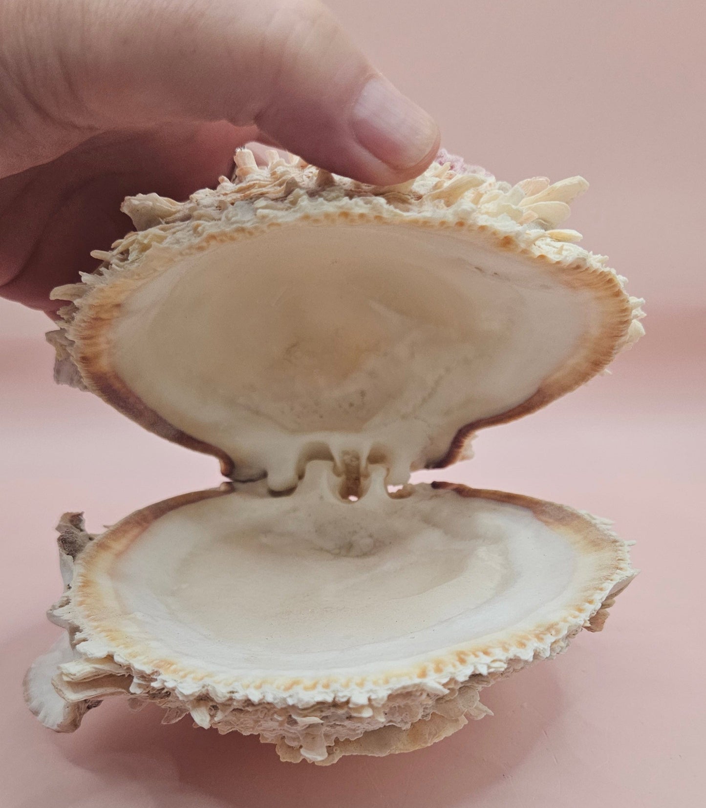6" Spondylus Shell  – Layered Coastal Display Spiny Thorny Oyster