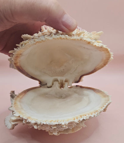 6" Spondylus Shell  – Layered Coastal Display Spiny Thorny Oyster