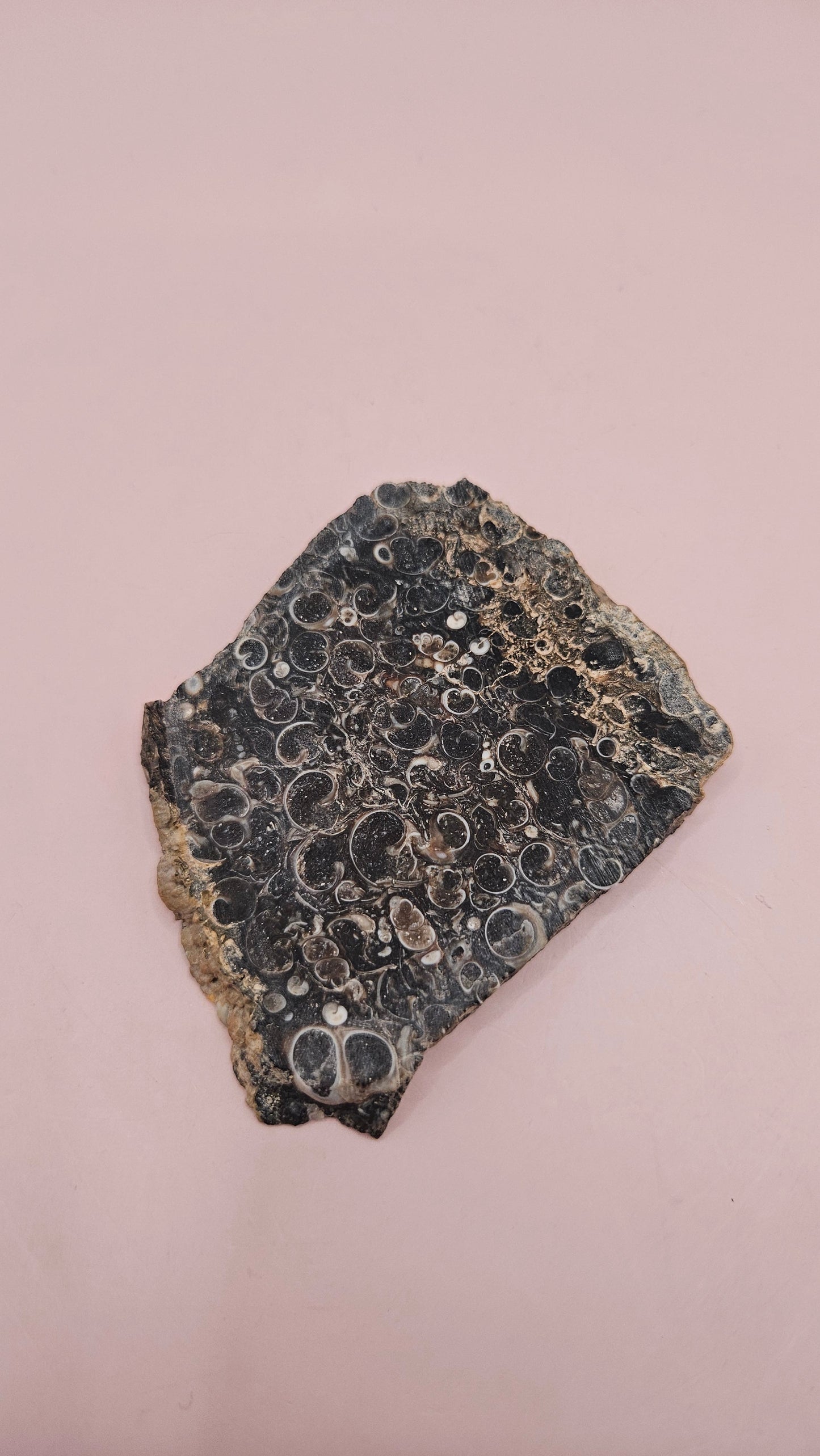 Turritella Agate Slab – Fossilized Snail Shells in Polished Chalcedony – 60g from Wyoming